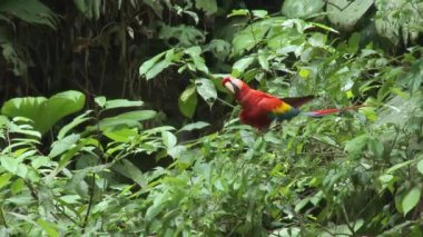 Papağan Scarlet Macaw bir ağaçta oturuyor ve Amazon yağmur ormanlarında, Yasuni Ulusal Parkı 'nda, Ekvador' da kil yalamada uçuyor. Yüksek kaliteli FullHD görüntüler