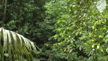 Papağan Scarlet Macaw bir ağaçta oturuyor ve Amazon yağmur ormanlarında, Yasuni Ulusal Parkı 'nda, Ekvador' da kil yalamada uçuyor. Yüksek kaliteli FullHD görüntüler