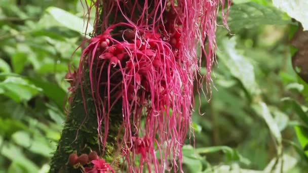 Красные Растения Цветы Тропических Лесах Бассейна Амазонки Эквадоре — стоковое видео