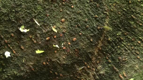 Πολλά Μυρμήγκια Βαδίζουν Στο Νεκρό Δέντρο Φύλλα Που Μεταφέρουν Φύλλα — Αρχείο Βίντεο