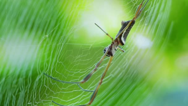 在厄瓜多尔的亚马逊雨林 一只蜘蛛在蜘蛛网里 优质Fullhd影片 — 图库视频影像
