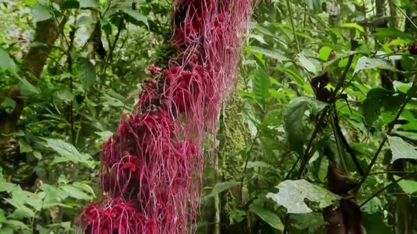 Κόκκινα Φυτά Λουλούδια Στο Τροπικό Δάσος Της Λεκάνης Του Αμαζονίου — Αρχείο Βίντεο