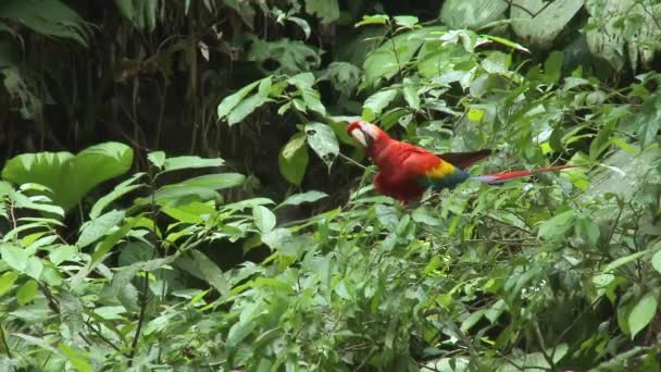 Παπαγάλος Scarlet Macaw Κάθεται Ένα Δέντρο Και Πετάει Έξω Ένα — Αρχείο Βίντεο