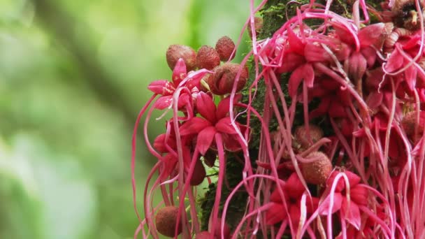 Червоні Рослини Квіти Тропічних Лісах Басейну Амазонки Еквадорі — стокове відео