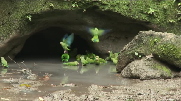 アマゾンの熱帯雨林 ヤスニ国立公園 エクアドルの粘土で緑色のオウムの群れ パロットは水を飲む 高品質のフルHd映像 — ストック動画