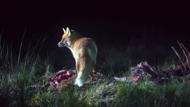 Una Volpe Rossa Selvatica Avvoltoi Notte Mangia Cervo Morto Guarda — Video Stock