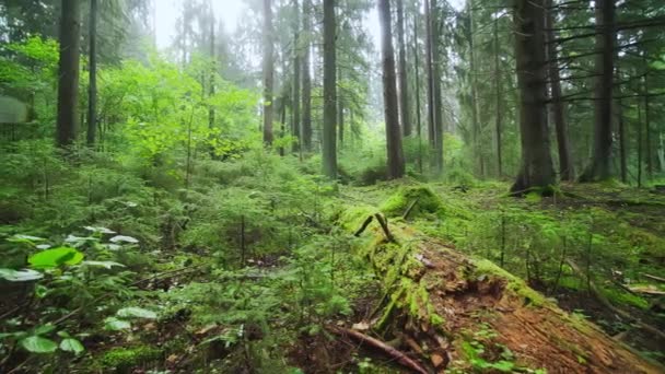 Una Vecchia Foresta Protetta Conifere Foresta Mattino Presto Con Alberi — Video Stock