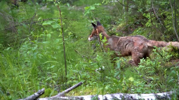 Divoká Červená Liška Vulpuje Lese Pozoruje Okolí Kráčí Spadlém Stromě — Stock video