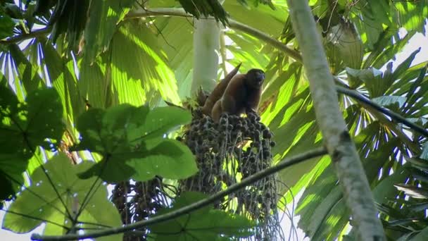 一只野生的伍利猴 Lagothrix 以亚马逊雨林的树叶为食 跳到另一棵树上 优质Fullhd影片 — 图库视频影像