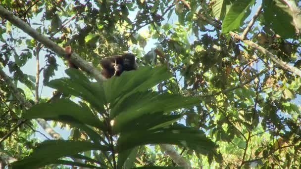 Macaco Lanoso Selvagem Lagothrix Alimenta Folhagem Das Árvores Floresta Amazônica — Vídeo de Stock