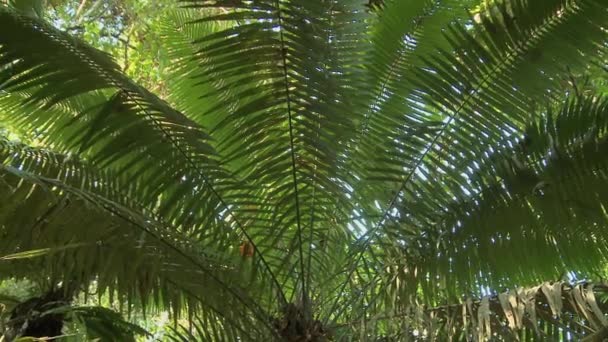 Corona Palma Aceitera Plantación Aceite Palma Ecuador América Del Sur — Vídeo de stock