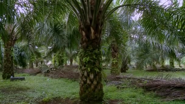 Небольшая Плантация Пальмового Масла Местного Фермера Эквадоре Высококачественные Fullhd Кадры — стоковое видео