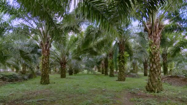 Una Piccola Piantagione Olio Palma Agricoltore Locale Ecuador Filmati Fullhd — Video Stock