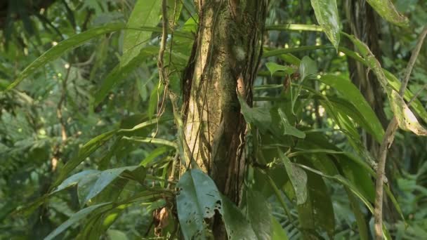Parque Nacional Yasuní Selva Amazónica Ecuador América Del Sur Imágenes — Vídeo de stock