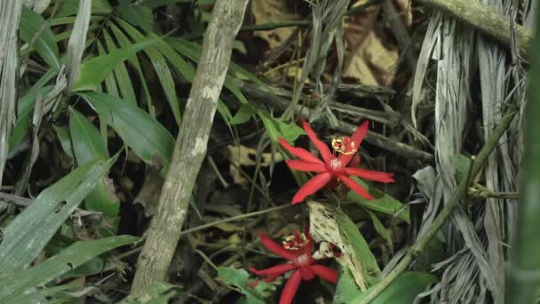 Park Narodowy Yasuni Amazoński Las Deszczowy Ekwadorze Ameryka Południowa Wysokiej — Wideo stockowe