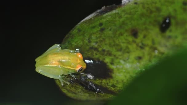Стеклянная Лягушка Водяном Растении Национальном Биологическом Заповеднике Лимонкоча Эквадоре Южная — стоковое видео