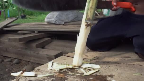 Desetiletý Chlapec Ekvádoru Krájí Cukrovou Třtinu Obrovskou Mačetou Jižní Amerika — Stock video
