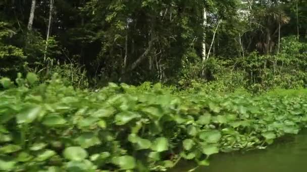 Национальный Биологический Заповедник Лимонкоча Эквадоре Южная Америка Дождевые Леса Бассейна — стоковое видео