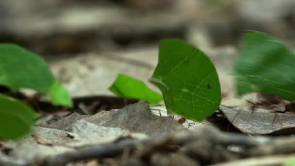 Κοντινό Πλάνο Των Μυρμηγκιών Που Μεταφέρουν Φύλλα Στο Τροπικό Δάσος — Αρχείο Βίντεο