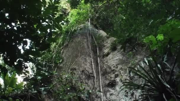 Большое Старое Дерево Тропических Лесах Национального Парка Ясуни Эквадор Южная — стоковое видео