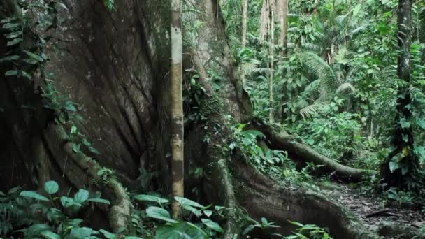 ヤスニ国立公園の熱帯雨林にある大きな古い木 エクアドル 南アメリカ 世界最大の生物多様性を持つ場所 高品質のフルHd映像 — ストック動画