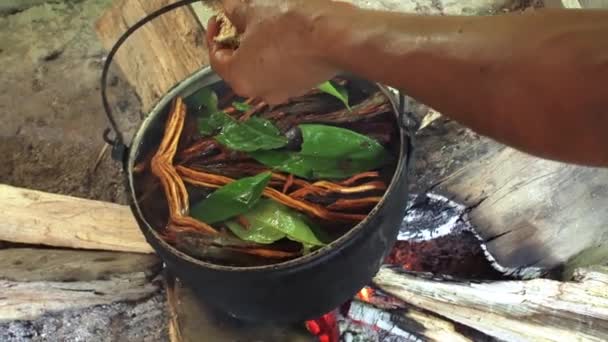 Göra Ayawaska Ecuadors Regnskog Ingredienser Som Behövs För Att Göra — Stockvideo