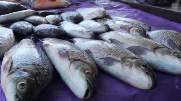 Świeża Tilapia Ekwadorskim Targu Rybnym Sprzedaż Ekwadorze Ameryce Południowej Wysokiej — Wideo stockowe