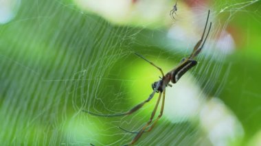 Ekvador 'daki Amazon Yağmur Ormanı' nda örümceklerin ağındaki bir örümcek. Yüksek kaliteli FullHD görüntüler