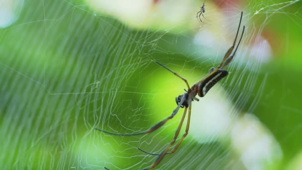 Pavouk Pavučině Amazonském Deštném Pralese Ekvádoru Vysoce Kvalitní Fullhd Záběry — Stock video