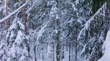 Kışın eski bir boreal ladin ormanında İHA uçuşu. Beyaz pofuduk karla kaplı ladin ağaçları. Derin kış. Yüksek kalite 4k görüntü