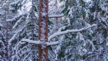Kışın eski bir boreal ladin ormanında İHA uçuşu. Karlı ağaç dallarına yakın İHA uçuşu. Beyaz pofuduk karla kaplı ladin ağaçları. Derin kış. Yüksek kalite 4k görüntü