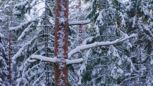 Drone Vlucht Een Oude Boreale Sparren Bos Winter Drone Vlucht — Stockvideo