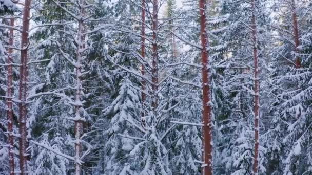 Wolny Lot Dronem Starym Lesie Iglastym Zimie Świerki Pokryte Białym — Wideo stockowe