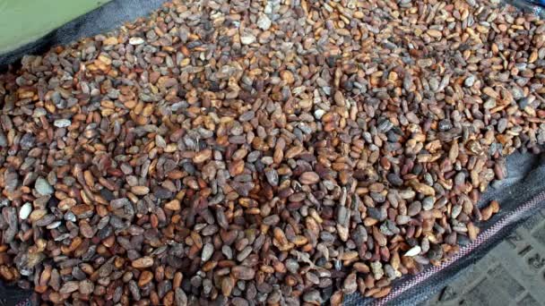 Kakaobönor Som Lämnas Att Torka Utanför Ett Hus Ecuador Chokladtillverkning — Stockvideo