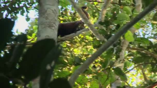 Macaco Woolly Selvagem Lagothrix Descansando Ramo Floresta Amazônica — Vídeo de Stock
