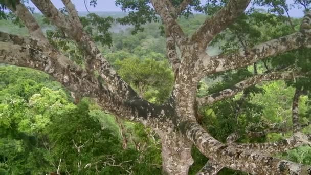 Gran Árbol Viejo Selva Amazónica Vista Pájaro Hermoso Paisaje Selva — Vídeos de Stock