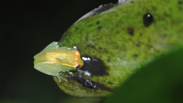 Стеклянная Лягушка Водяном Растении Национальном Биологическом Заповеднике Лимонкоча Эквадоре Южная — стоковое видео