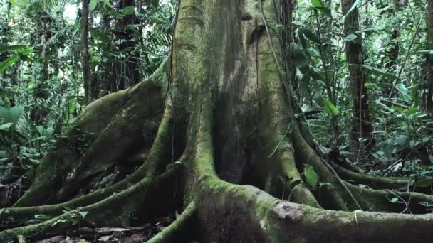 Национальный Парк Ясуни Гид Два Исследователя Отправляются Экспедицию Через Тропические — стоковое видео