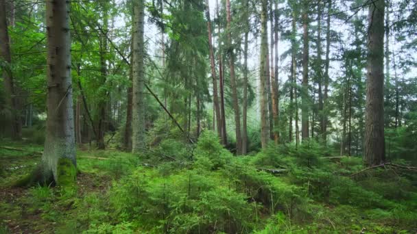 Gammal Skyddad Barrskog Skog Tidigt Morgonen Med Fallna Träd Europeisk — Stockvideo