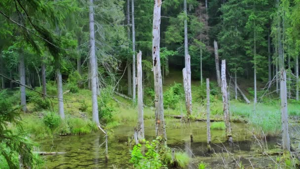 古い保護された洪水の森の風景 ビーバーの生息地は 浸水した森と枯れた木々で Proresビデオのドキュメンタリー映像 — ストック動画
