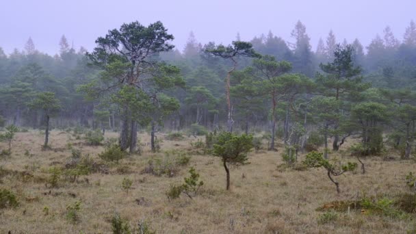 소나무와 자연적인 풍경입니다 늪에서 흐릿한 고품질 — 비디오