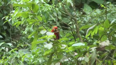 Papağan Scarlet Macaw bir ağaçta oturuyor, Yasuni Ulusal Parkı, Ekvador.