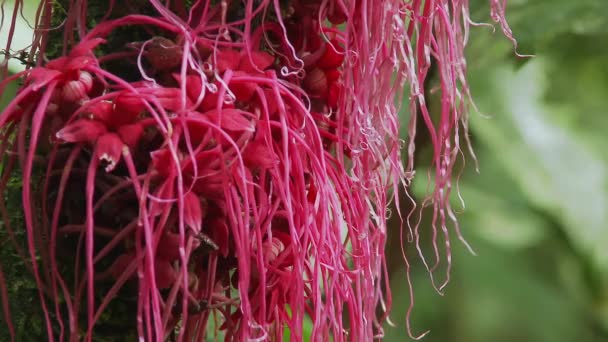 Červené Rostliny Květiny Deštném Pralese Amazonské Kotliny Ekvádoru — Stock video