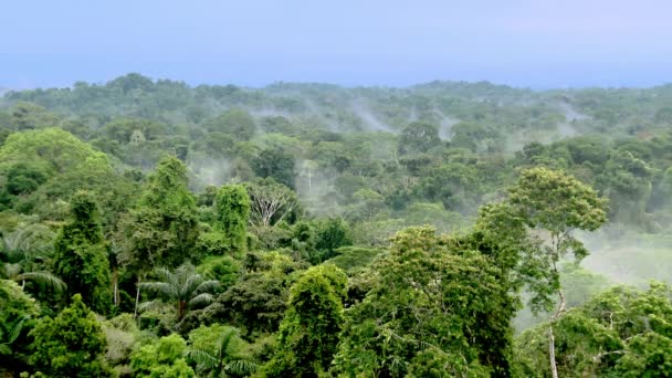 Vackert Landskap Amazonas Regnskog Yasuni National Park Ecuador Högkvalitativ Fullhd — Stockvideo