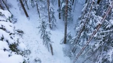 Kışın eski bir boreal ladin ormanında İHA uçuşu. Beyaz pofuduk karla kaplı ladin ağaçları..