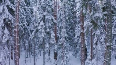 Kışın eski bir boreal ladin ormanında İHA uçuşu. Beyaz pofuduk karla kaplı ladin ağaçları..
