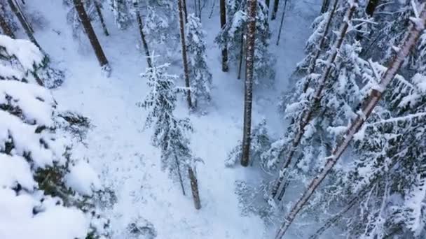 Drone Vlucht Een Oude Boreale Sparren Bos Winter Sparren Bedekt — Stockvideo