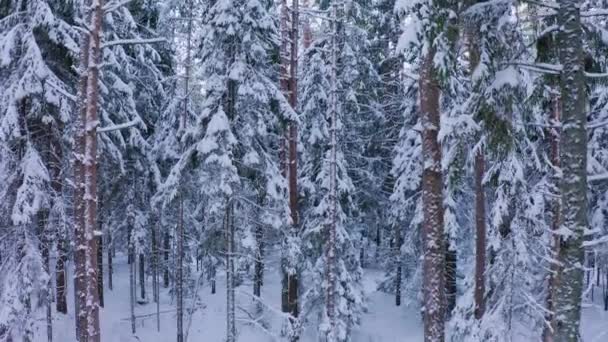 Voo Drone Uma Antiga Floresta Abetos Boreais Inverno Árvores Abeto — Vídeo de Stock