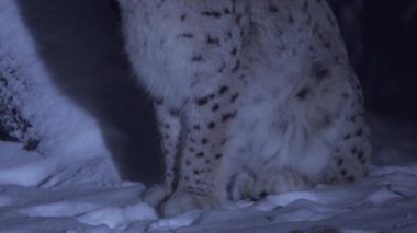 Geceleri, kışın, karlı bir ormanda, karda oturup kafasını kaşıyan bir vaşağın yakın çekimi. Kışın hayvanlar. Ay ışığı hayatı. Yüksek kalite 4k görüntü
