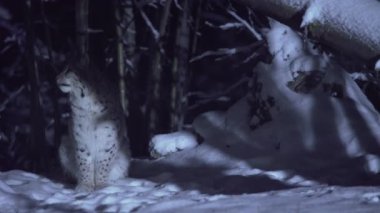 Luchs kış boyunca karlı bir ormanda geceleri yakın çekim yapar. Avrasyalı bir vaşak gece yüksek atlama ile çerçeveden fırlar. Yüksek kalite 4k görüntü